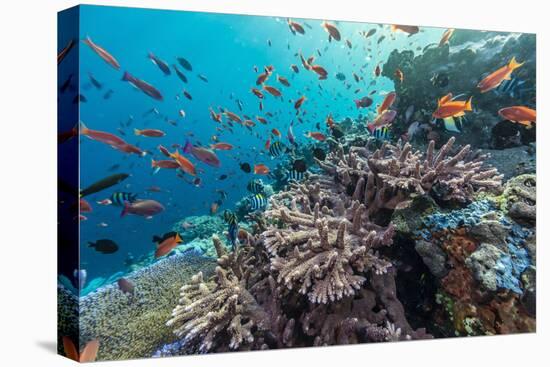 A Profusion of Coral and Reef Fish on Batu Bolong, Komodo Island National Park, Indonesia-Michael Nolan-Stretched Canvas