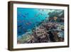 A Profusion of Coral and Reef Fish on Batu Bolong, Komodo Island National Park, Indonesia-Michael Nolan-Framed Photographic Print