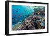 A Profusion of Coral and Reef Fish on Batu Bolong, Komodo Island National Park, Indonesia-Michael Nolan-Framed Photographic Print