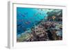 A Profusion of Coral and Reef Fish on Batu Bolong, Komodo Island National Park, Indonesia-Michael Nolan-Framed Photographic Print