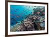 A Profusion of Coral and Reef Fish on Batu Bolong, Komodo Island National Park, Indonesia-Michael Nolan-Framed Photographic Print