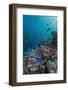 A Profusion of Coral and Reef Fish on Batu Bolong, Komodo Island National Park, Indonesia-Michael Nolan-Framed Photographic Print