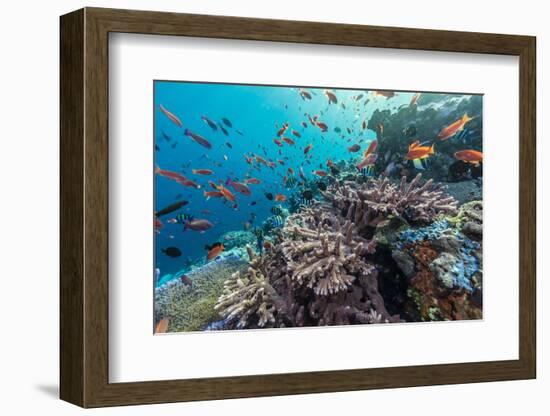 A Profusion of Coral and Reef Fish on Batu Bolong, Komodo Island National Park, Indonesia-Michael Nolan-Framed Photographic Print