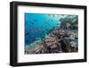 A Profusion of Coral and Reef Fish on Batu Bolong, Komodo Island National Park, Indonesia-Michael Nolan-Framed Photographic Print