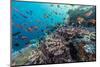 A Profusion of Coral and Reef Fish on Batu Bolong, Komodo Island National Park, Indonesia-Michael Nolan-Mounted Photographic Print