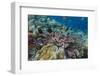 A Profusion of Coral and Reef Fish on Batu Bolong, Komodo Island National Park, Indonesia-Michael Nolan-Framed Photographic Print