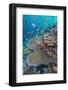 A Profusion of Coral and Reef Fish on Batu Bolong, Komodo Island National Park, Indonesia-Michael Nolan-Framed Premium Photographic Print