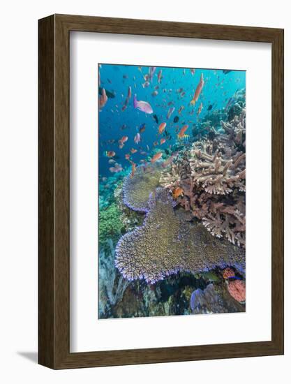 A Profusion of Coral and Reef Fish on Batu Bolong, Komodo Island National Park, Indonesia-Michael Nolan-Framed Photographic Print