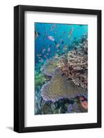 A Profusion of Coral and Reef Fish on Batu Bolong, Komodo Island National Park, Indonesia-Michael Nolan-Framed Photographic Print