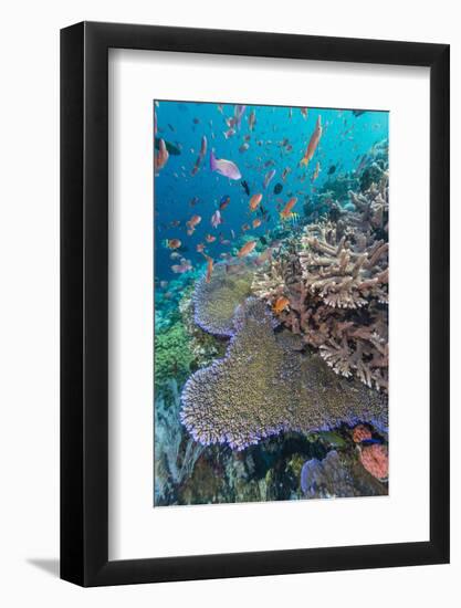 A Profusion of Coral and Reef Fish on Batu Bolong, Komodo Island National Park, Indonesia-Michael Nolan-Framed Photographic Print