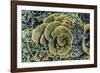 A Profusion of Hard and Soft Coral Underwater on Siaba Kecil-Michael Nolan-Framed Photographic Print