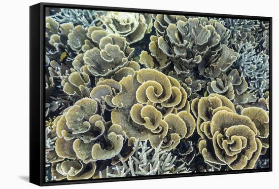 A Profusion of Hard and Soft Coral Underwater on Siaba Kecil-Michael Nolan-Framed Stretched Canvas