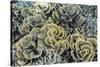 A Profusion of Hard and Soft Coral Underwater on Siaba Kecil-Michael Nolan-Stretched Canvas