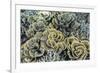 A Profusion of Hard and Soft Coral Underwater on Siaba Kecil-Michael Nolan-Framed Photographic Print