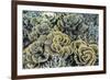 A Profusion of Hard and Soft Coral Underwater on Siaba Kecil-Michael Nolan-Framed Photographic Print