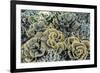 A Profusion of Hard and Soft Coral Underwater on Siaba Kecil-Michael Nolan-Framed Photographic Print