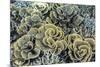 A Profusion of Hard and Soft Coral Underwater on Siaba Kecil-Michael Nolan-Mounted Photographic Print