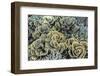 A Profusion of Hard and Soft Coral Underwater on Siaba Kecil-Michael Nolan-Framed Photographic Print