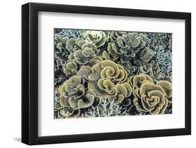 A Profusion of Hard and Soft Coral Underwater on Siaba Kecil-Michael Nolan-Framed Photographic Print
