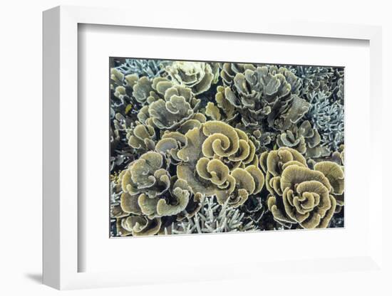 A Profusion of Hard and Soft Coral Underwater on Siaba Kecil-Michael Nolan-Framed Photographic Print