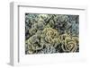 A Profusion of Hard and Soft Coral Underwater on Siaba Kecil-Michael Nolan-Framed Photographic Print