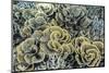 A Profusion of Hard and Soft Coral Underwater on Siaba Kecil-Michael Nolan-Mounted Photographic Print