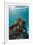 A Profusion of Hard and Soft Coral Underwater on Tengah Besar Island-Michael Nolan-Framed Photographic Print