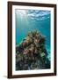 A Profusion of Hard and Soft Coral Underwater on Tengah Besar Island-Michael Nolan-Framed Photographic Print