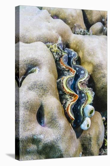 A Profusion of Hard and Soft Coral with a Giant Clam Underwater on Tengah Besar Island-Michael Nolan-Stretched Canvas
