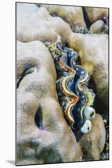 A Profusion of Hard and Soft Coral with a Giant Clam Underwater on Tengah Besar Island-Michael Nolan-Mounted Photographic Print