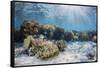 A profusion of hard and soft corals on Sebayur Island, Komodo Nat'l Park, Flores Sea, Indonesia-Michael Nolan-Framed Stretched Canvas