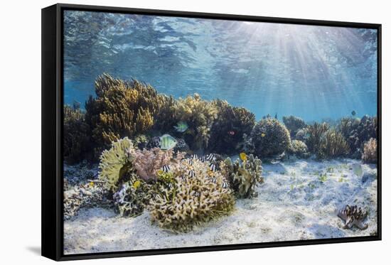 A profusion of hard and soft corals on Sebayur Island, Komodo Nat'l Park, Flores Sea, Indonesia-Michael Nolan-Framed Stretched Canvas