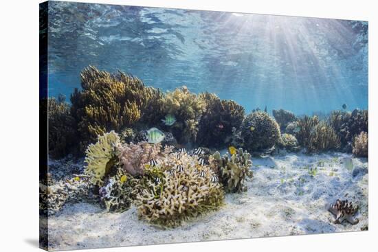 A profusion of hard and soft corals on Sebayur Island, Komodo Nat'l Park, Flores Sea, Indonesia-Michael Nolan-Stretched Canvas