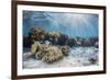 A profusion of hard and soft corals on Sebayur Island, Komodo Nat'l Park, Flores Sea, Indonesia-Michael Nolan-Framed Photographic Print