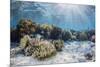 A profusion of hard and soft corals on Sebayur Island, Komodo Nat'l Park, Flores Sea, Indonesia-Michael Nolan-Mounted Photographic Print