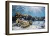 A profusion of hard and soft corals on Sebayur Island, Komodo Nat'l Park, Flores Sea, Indonesia-Michael Nolan-Framed Photographic Print