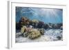 A profusion of hard and soft corals on Sebayur Island, Komodo Nat'l Park, Flores Sea, Indonesia-Michael Nolan-Framed Photographic Print