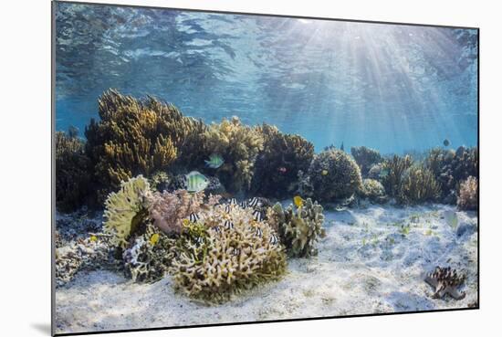 A profusion of hard and soft corals on Sebayur Island, Komodo Nat'l Park, Flores Sea, Indonesia-Michael Nolan-Mounted Photographic Print