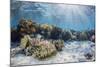 A profusion of hard and soft corals on Sebayur Island, Komodo Nat'l Park, Flores Sea, Indonesia-Michael Nolan-Mounted Photographic Print