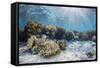 A profusion of hard and soft corals on Sebayur Island, Komodo Nat'l Park, Flores Sea, Indonesia-Michael Nolan-Framed Stretched Canvas