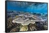 A profusion of hard and soft corals on Sebayur Island, Komodo Nat'l Park, Flores Sea, Indonesia-Michael Nolan-Framed Stretched Canvas