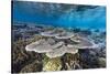 A profusion of hard and soft corals on Sebayur Island, Komodo Nat'l Park, Flores Sea, Indonesia-Michael Nolan-Stretched Canvas