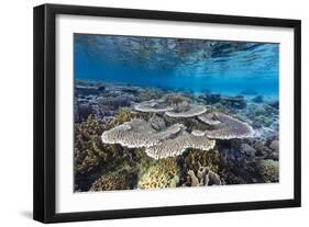 A profusion of hard and soft corals on Sebayur Island, Komodo Nat'l Park, Flores Sea, Indonesia-Michael Nolan-Framed Photographic Print