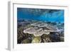 A profusion of hard and soft corals on Sebayur Island, Komodo Nat'l Park, Flores Sea, Indonesia-Michael Nolan-Framed Photographic Print