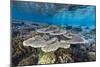 A profusion of hard and soft corals on Sebayur Island, Komodo Nat'l Park, Flores Sea, Indonesia-Michael Nolan-Mounted Photographic Print