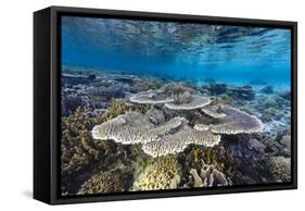 A profusion of hard and soft corals on Sebayur Island, Komodo Nat'l Park, Flores Sea, Indonesia-Michael Nolan-Framed Stretched Canvas