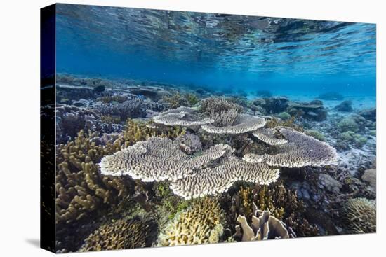 A profusion of hard and soft corals on Sebayur Island, Komodo Nat'l Park, Flores Sea, Indonesia-Michael Nolan-Stretched Canvas