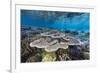 A profusion of hard and soft corals on Sebayur Island, Komodo Nat'l Park, Flores Sea, Indonesia-Michael Nolan-Framed Photographic Print