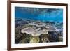 A profusion of hard and soft corals on Sebayur Island, Komodo Nat'l Park, Flores Sea, Indonesia-Michael Nolan-Framed Photographic Print