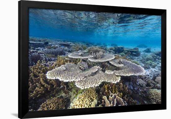 A profusion of hard and soft corals on Sebayur Island, Komodo Nat'l Park, Flores Sea, Indonesia-Michael Nolan-Framed Photographic Print